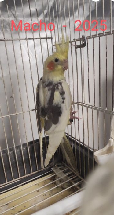 Caturra de 2025 anilhadas (Machos)