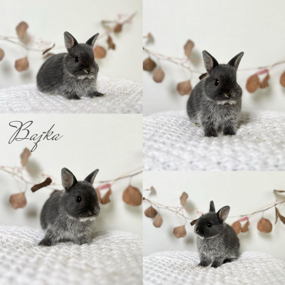 Króliczki Karzełki Niderlandzkie Netherland dwarf dostepne maluchy