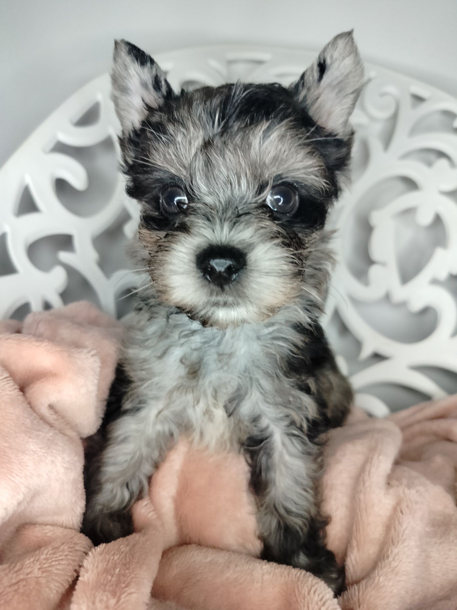 ZAREZERWOWANA. Yorkshire Terrier, Blumerle, suczka