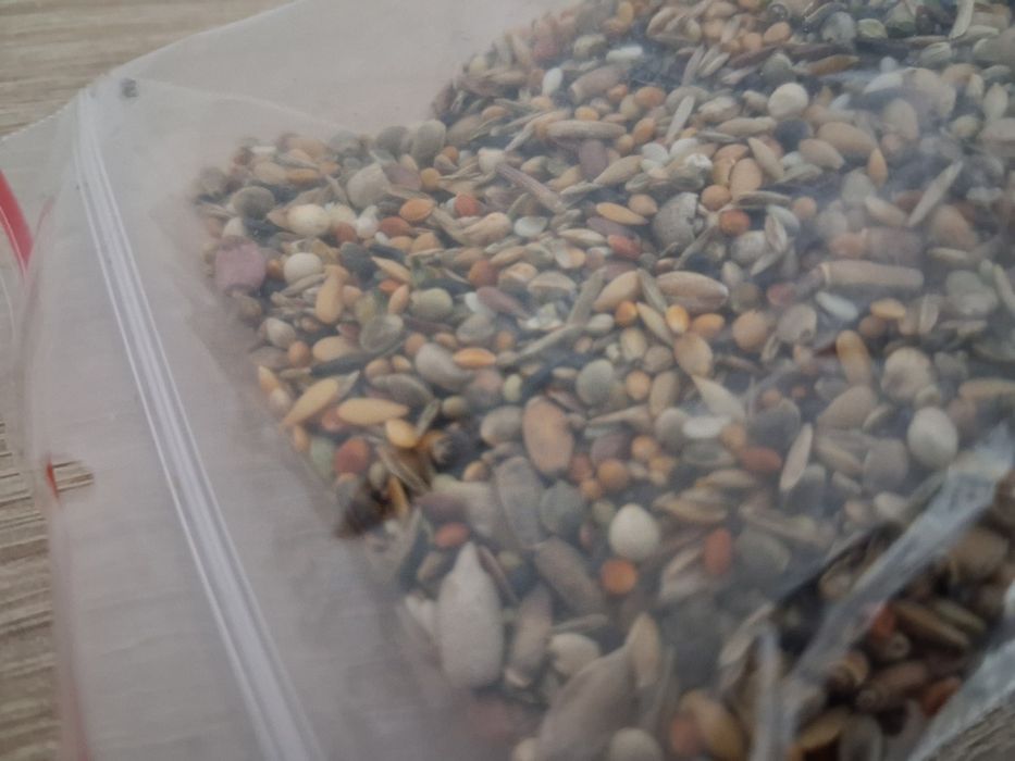 Nasiona dla mrówek Messor Barbarus Pokarm 100ml