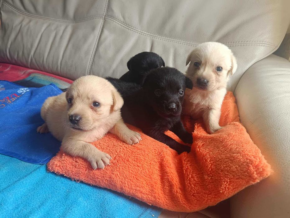 Labrador Retriever [ Bielsko - BIała ]