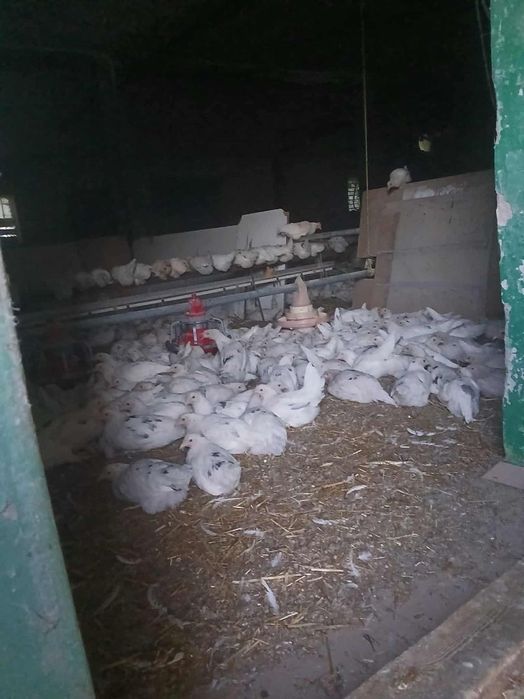 Kury Nioski z jajkiem