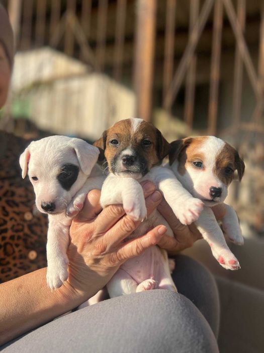 Цуценята джек рассел терʼєр