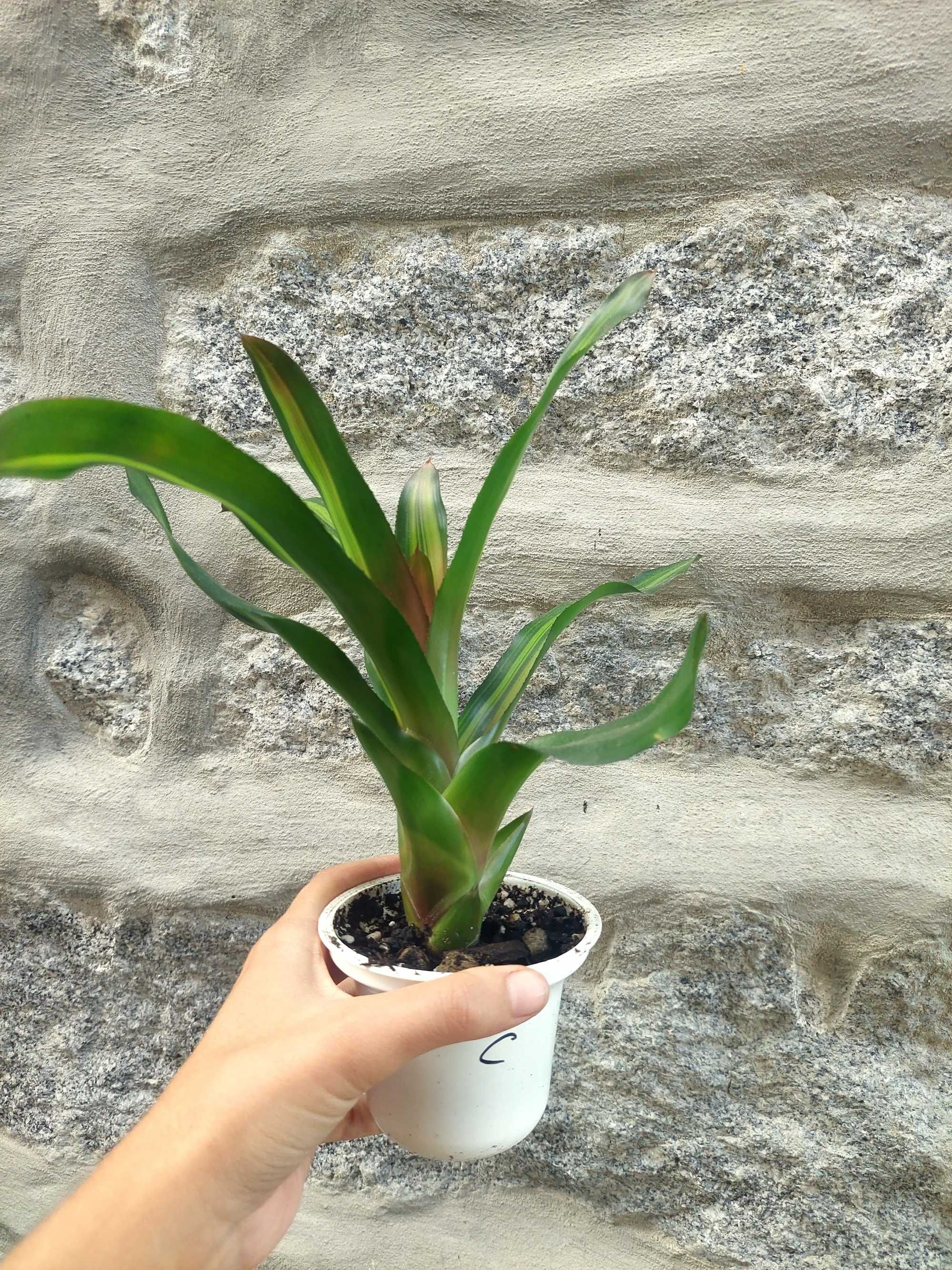 Planta Neoregelia Freddy