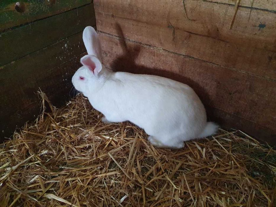 Króliki - Termondzki Biały