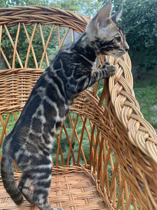 Эксклюзивный бенгальский котик 3,5 мес