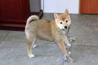 Piesek  BANRI  * Shiba INU  *Czerwony Gotowy  do Odbioru