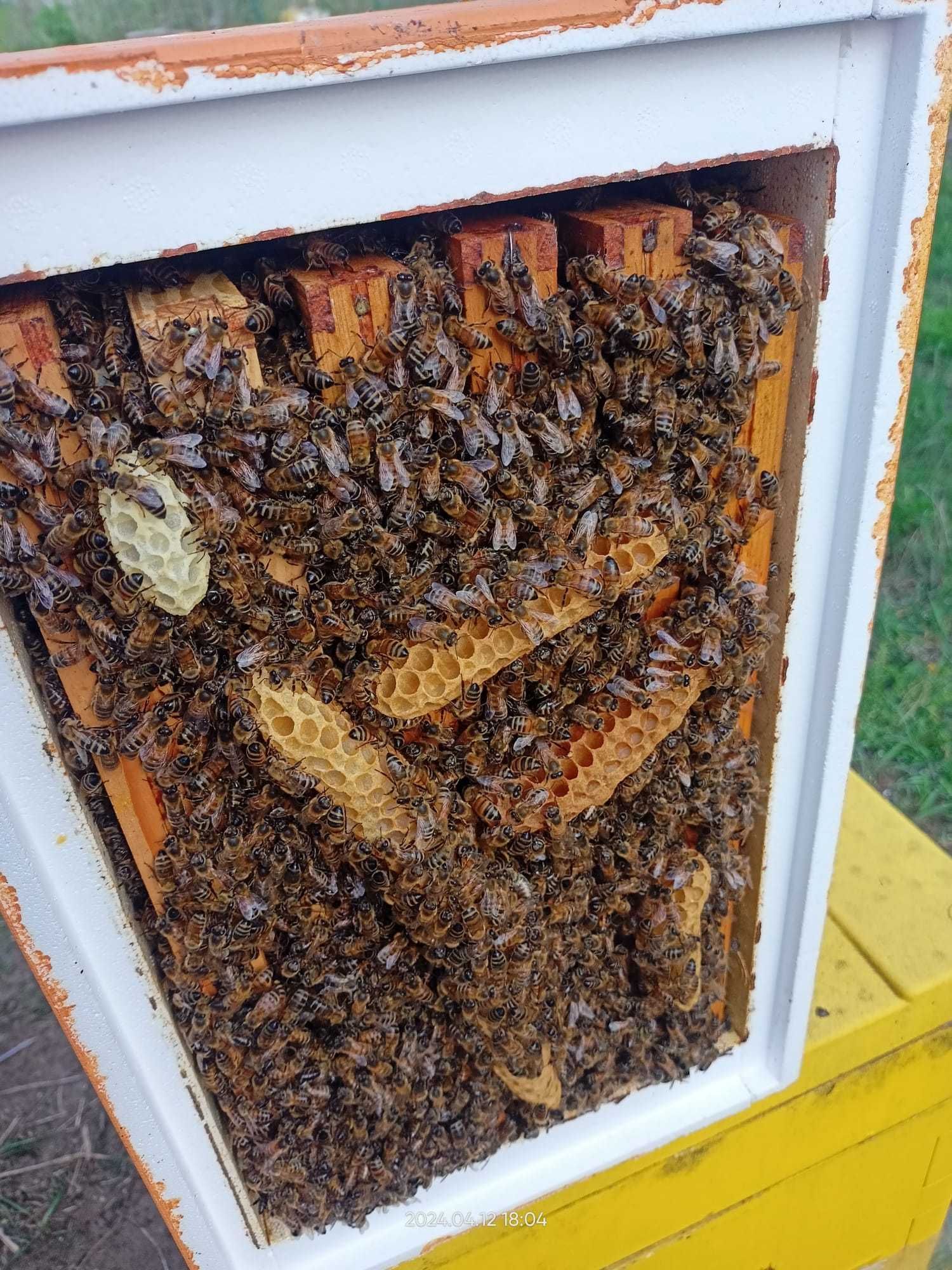 Przezimowane odkłady pszczele - ramka wielkopolska - pszczoły