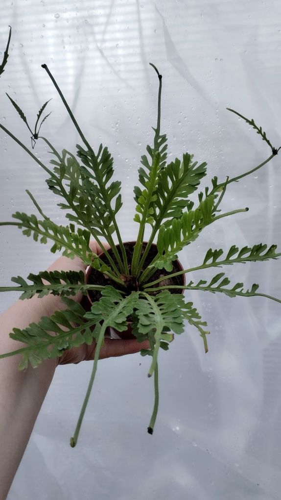 Папороть аспленіум Asplenium kenzoi