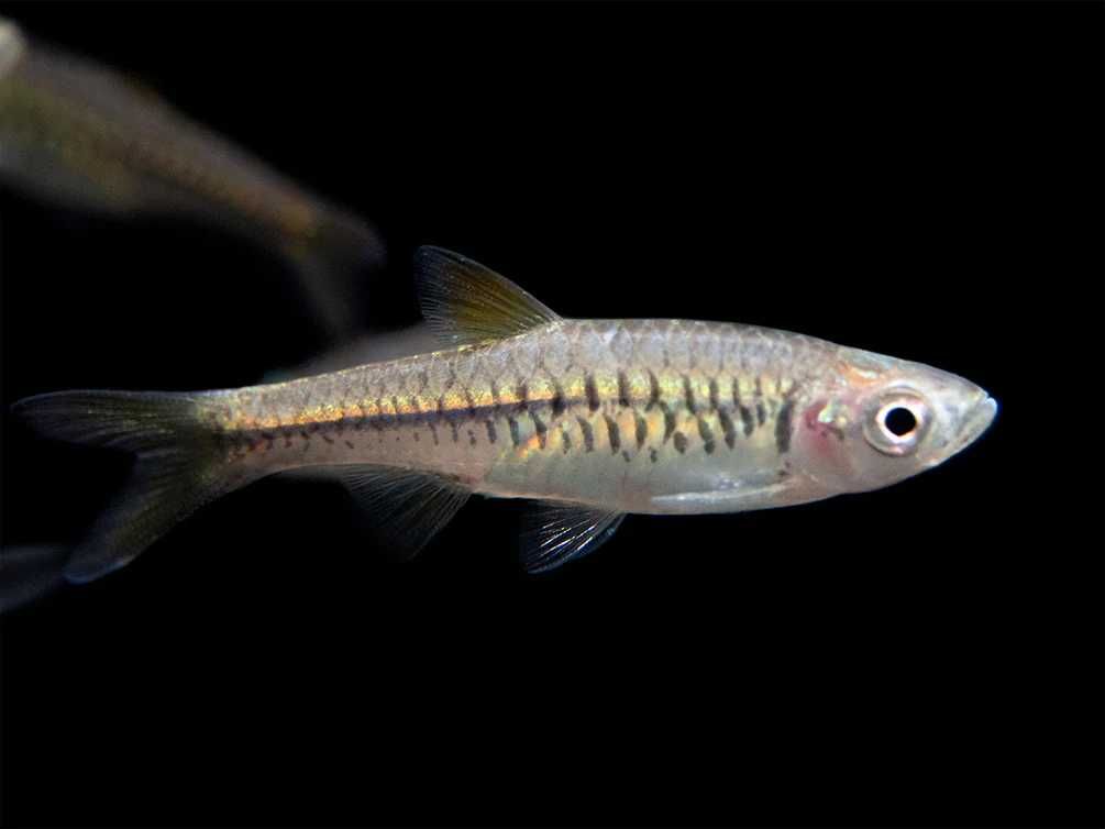 Razbora vulcanus - Rasbora - dowozimy do klienta, wysyłamy