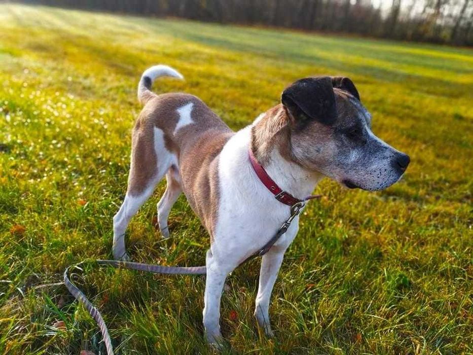 Pilnie! Jarzyna-DUŻY, przytulaśny, ŁAGODNY-możliwy dowóz