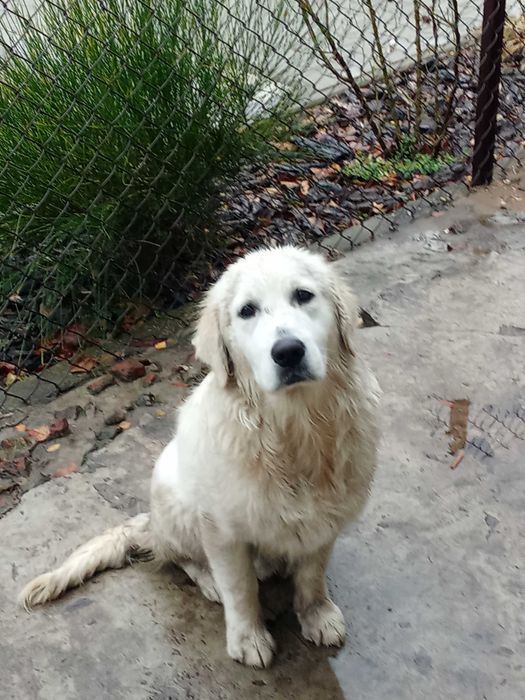 Golden Retriwer 6msc