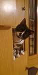Romek do adopcji
