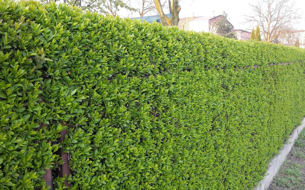 Ligustr pospolity - Liguster - Żywopłot -- 20-50cm --- 100szt.