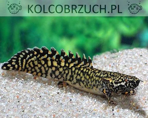 Wielopłetwiec ozdobny - Polypterus ornatipinnis