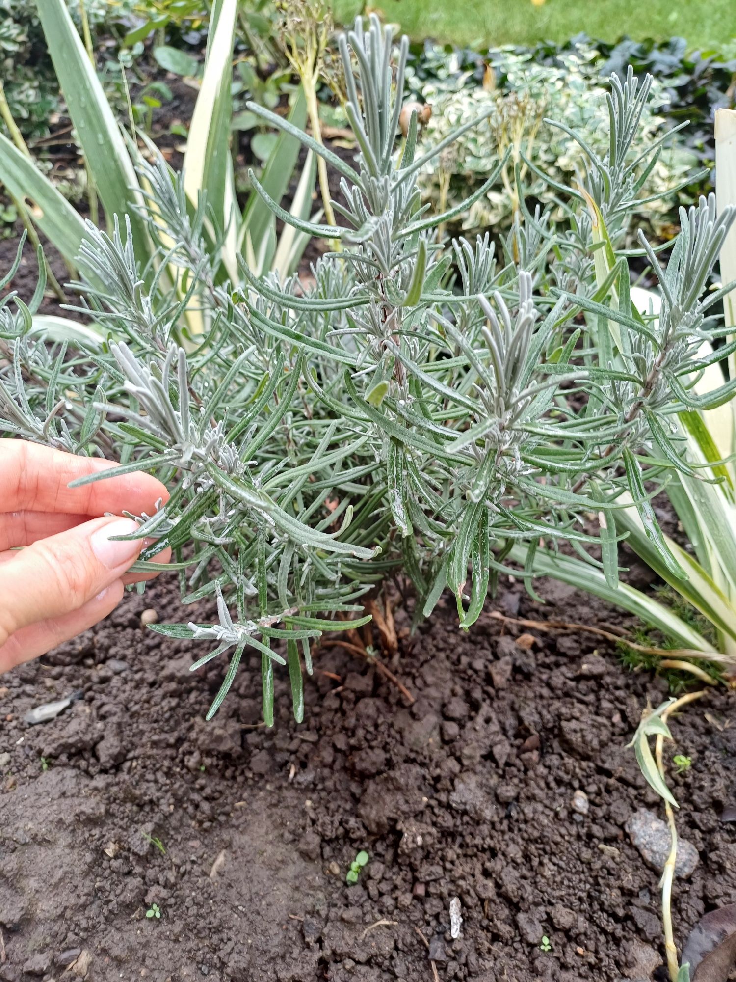 Лаванда англійська вузьколиста "Дварф Блю" (Dwarf Blue)