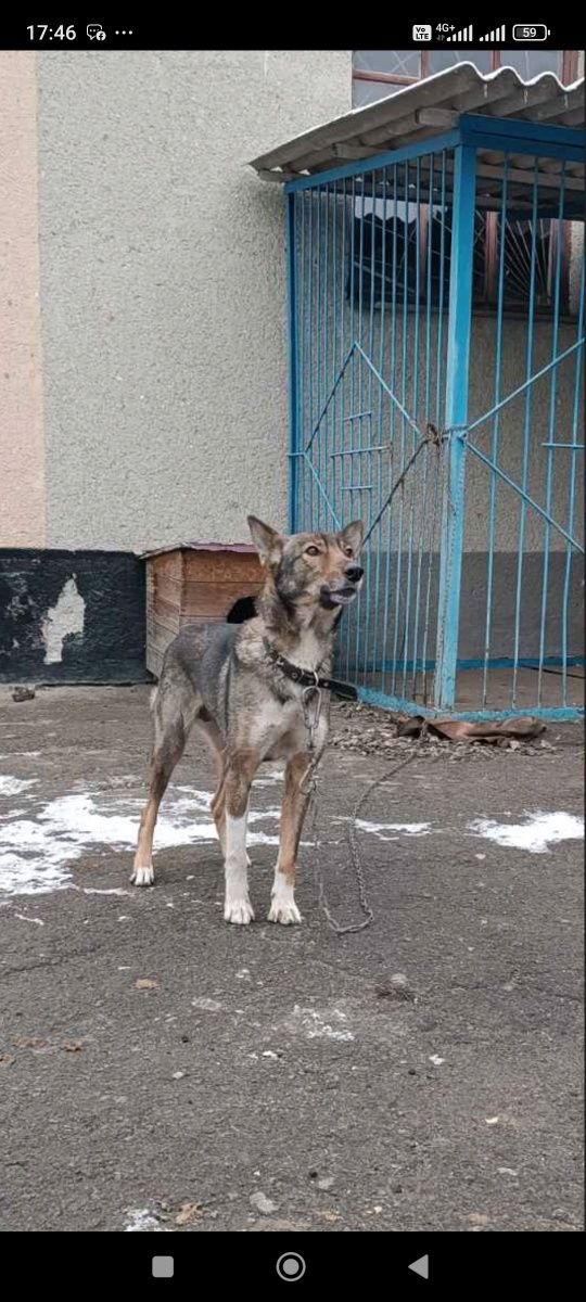 Віддам в хороші руки