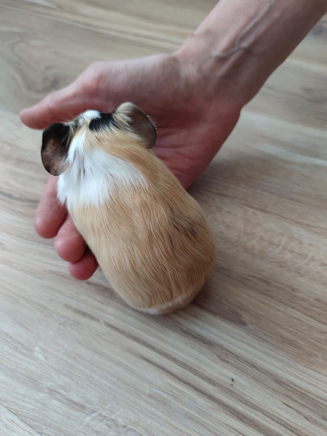 Piękna świnka morska