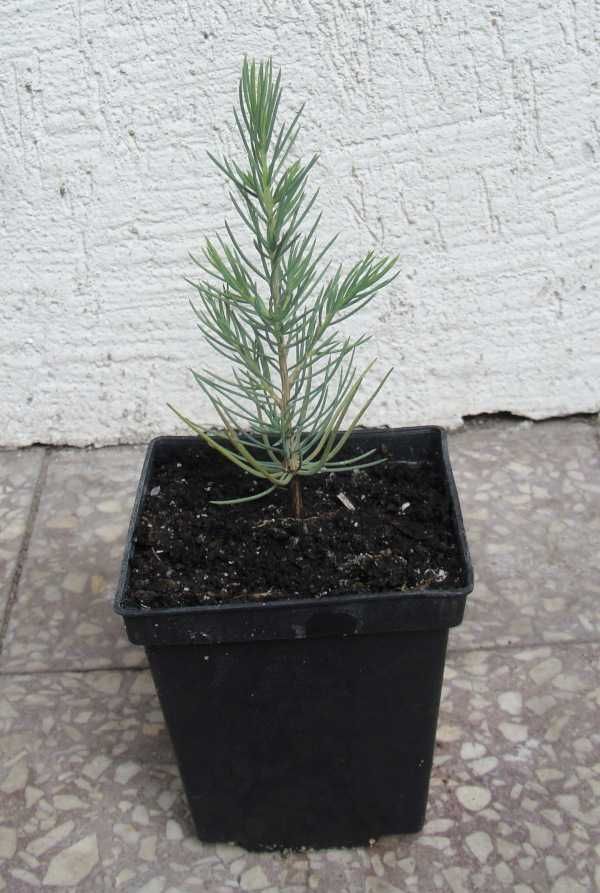 CEDR LIBAŃSKI CEDRUS - sadzonki w doniczkach