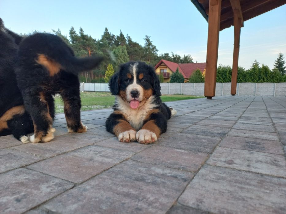 Berneński Pies Pasterki Suczka