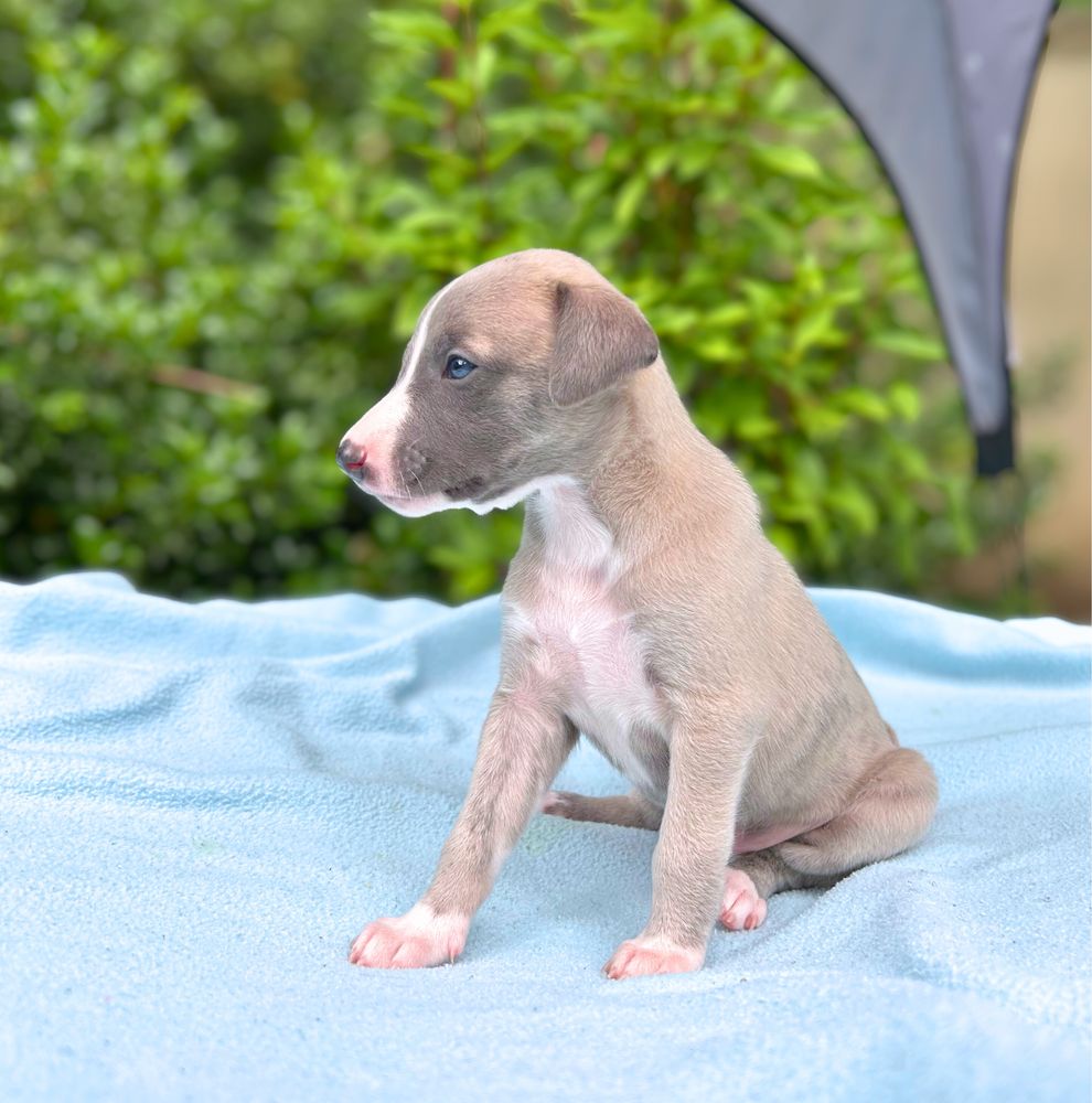 Whippet chart angielski
