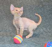 Devon rex kremowy,mruczek