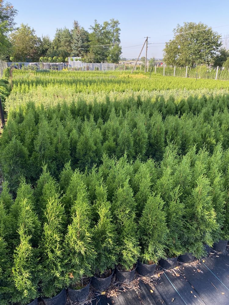 Thuja tuja szmaragd 60-70cm w doniczce