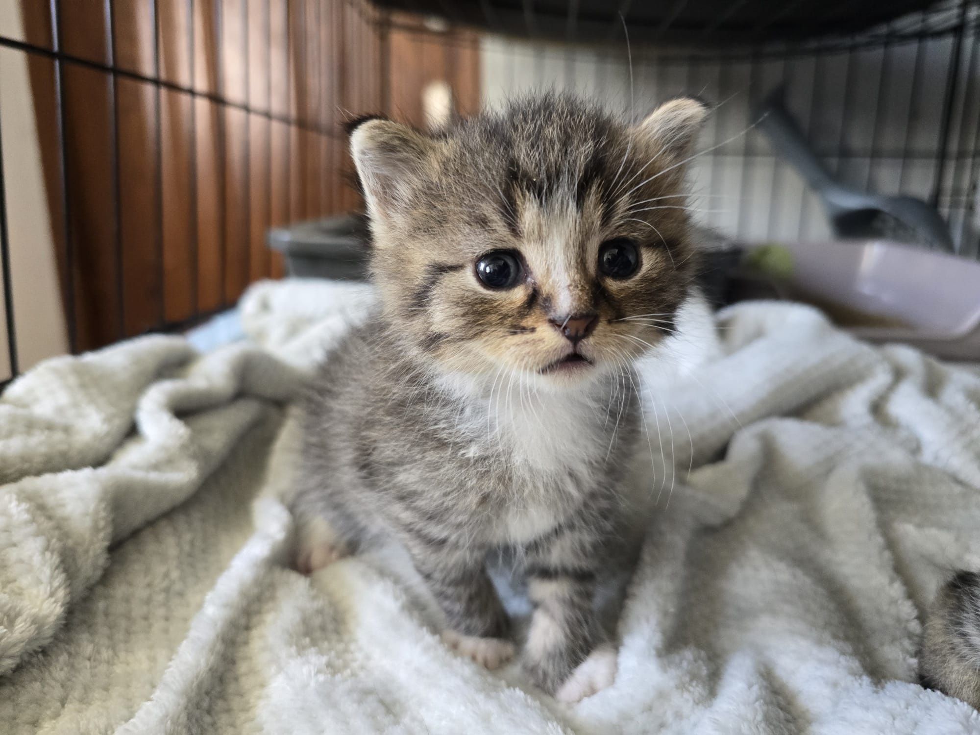 Maluchy do adopcji