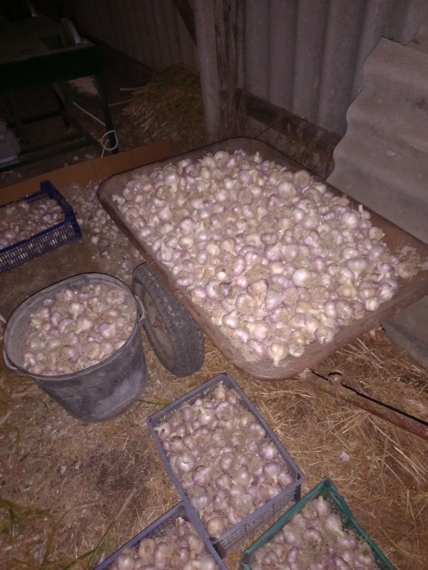 Продам часник "Любаша"