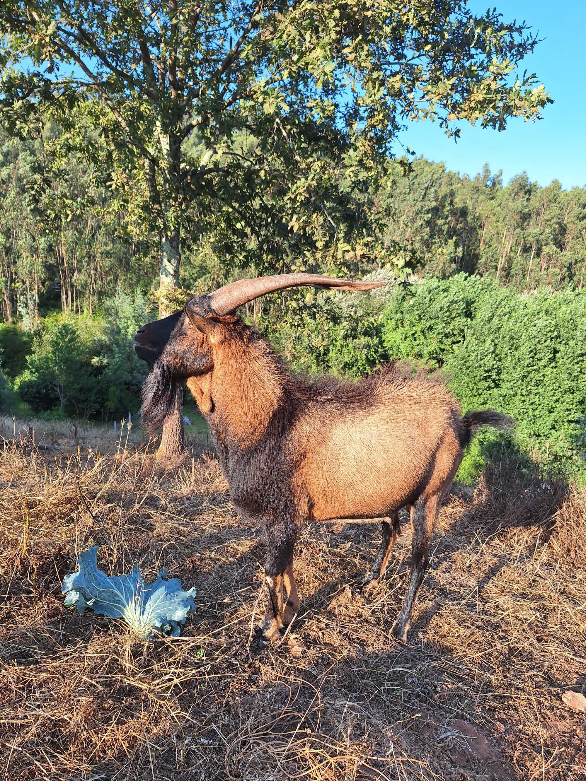cabras alpinas muito meiguinhas