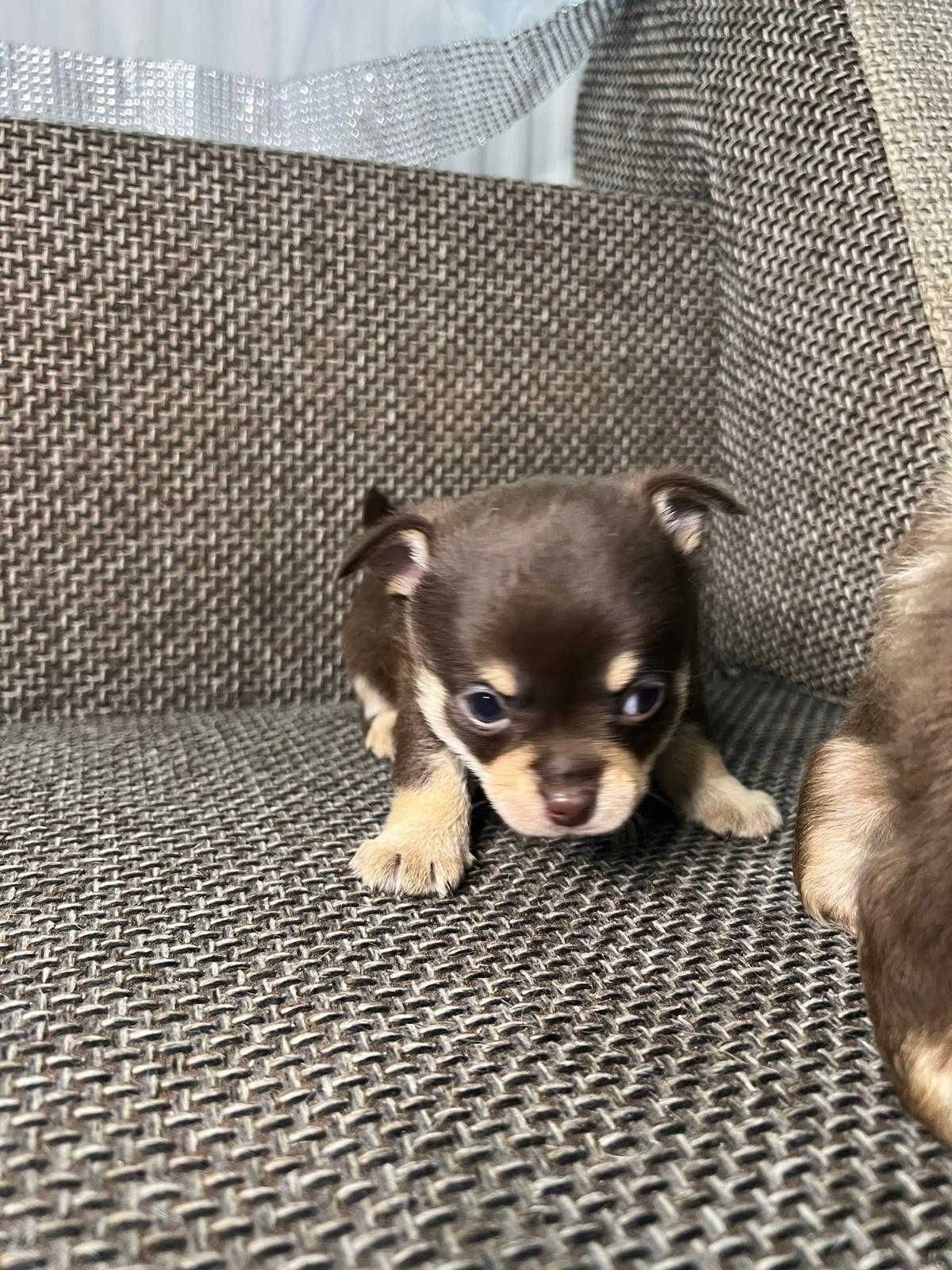 Chihuahua suczka i piesek