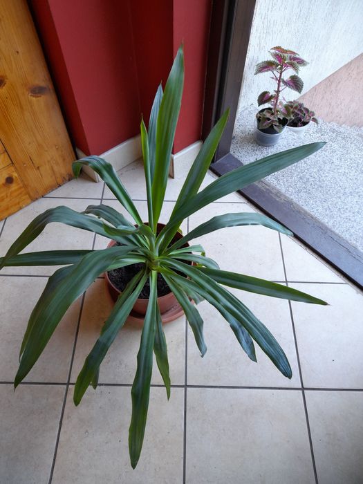 Skretniki,Monstera Monkey Mask,scindapsus,Epipremnum,trzykrotka, sanse