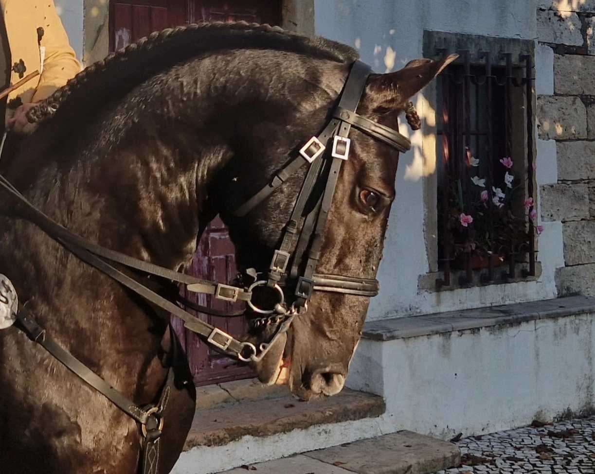 Cobrição - Garanhão PSL Aprovado