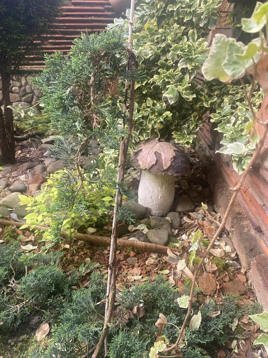 Продам декоративні рослини .