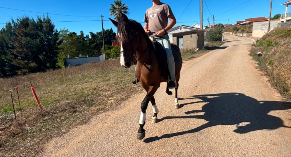 Cavalo cruzado com 6 anos