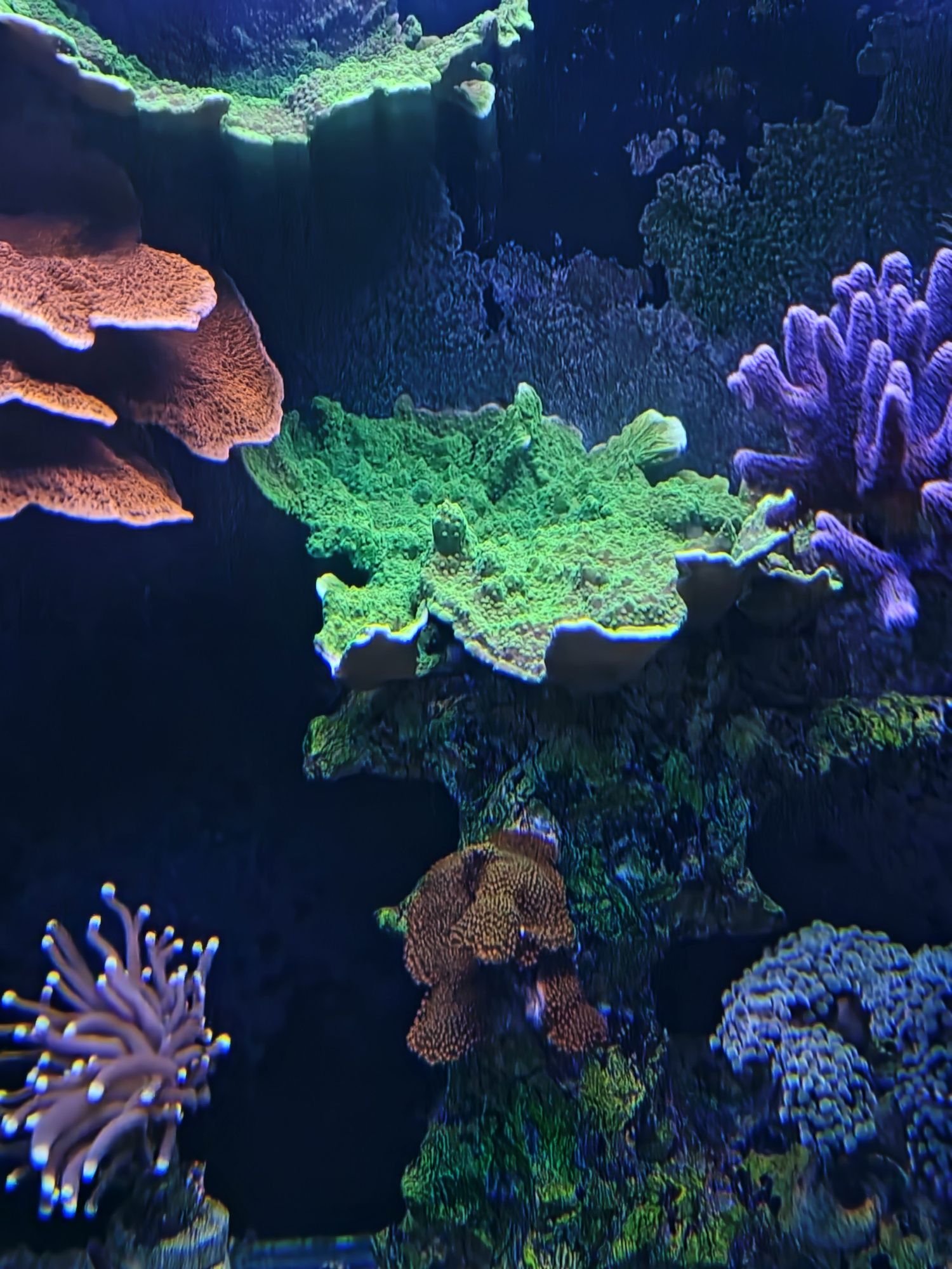 Montipora capricornis Toxic Green