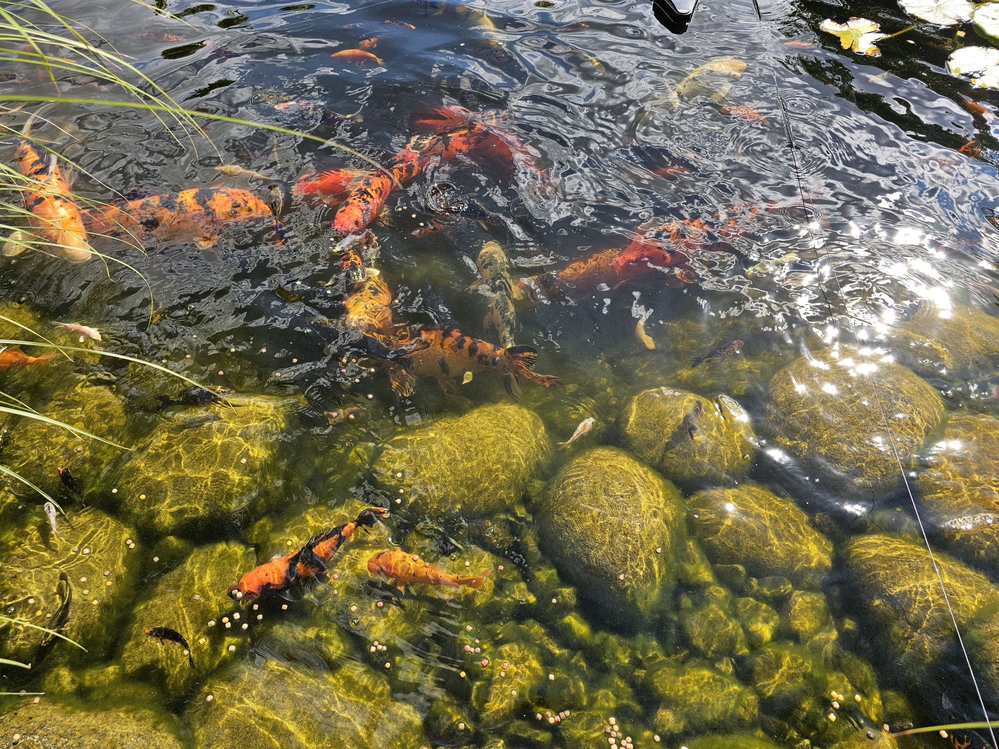 Karpie euro koi od 10-30cm