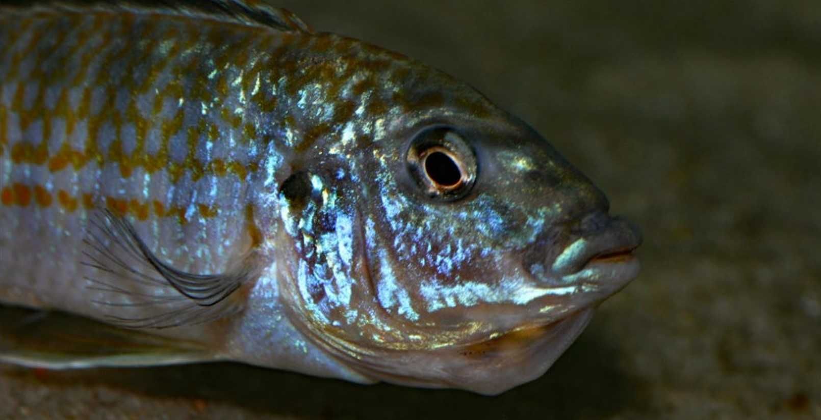 Melanochromis exasperatus - PYSZCZAK - dowóz, wysyłka