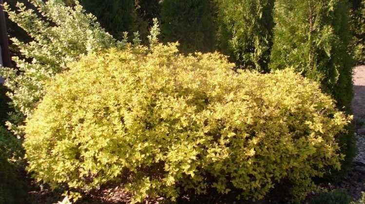 Tawuła żółta złota sadzonka żywolot krzew ozdobny kwitnący