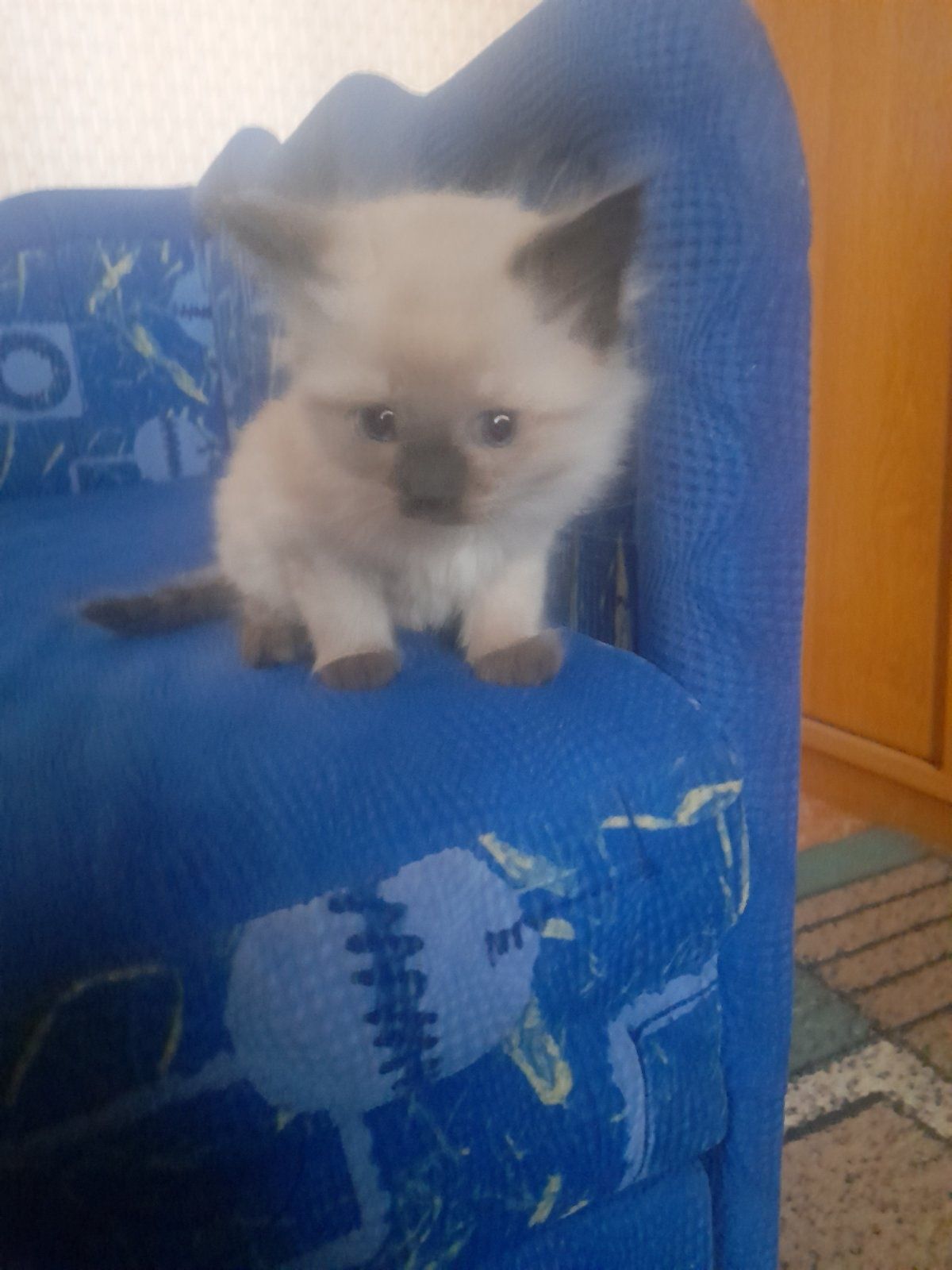 Кошенята сіамської породи