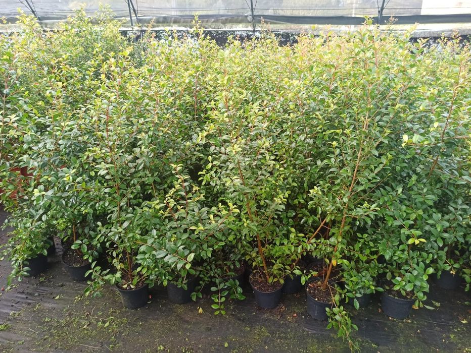 eugenia myrtifolia newport e Melaleuca para sebe para sebe