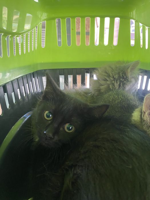 Відам в добрі руки ! Милих котів