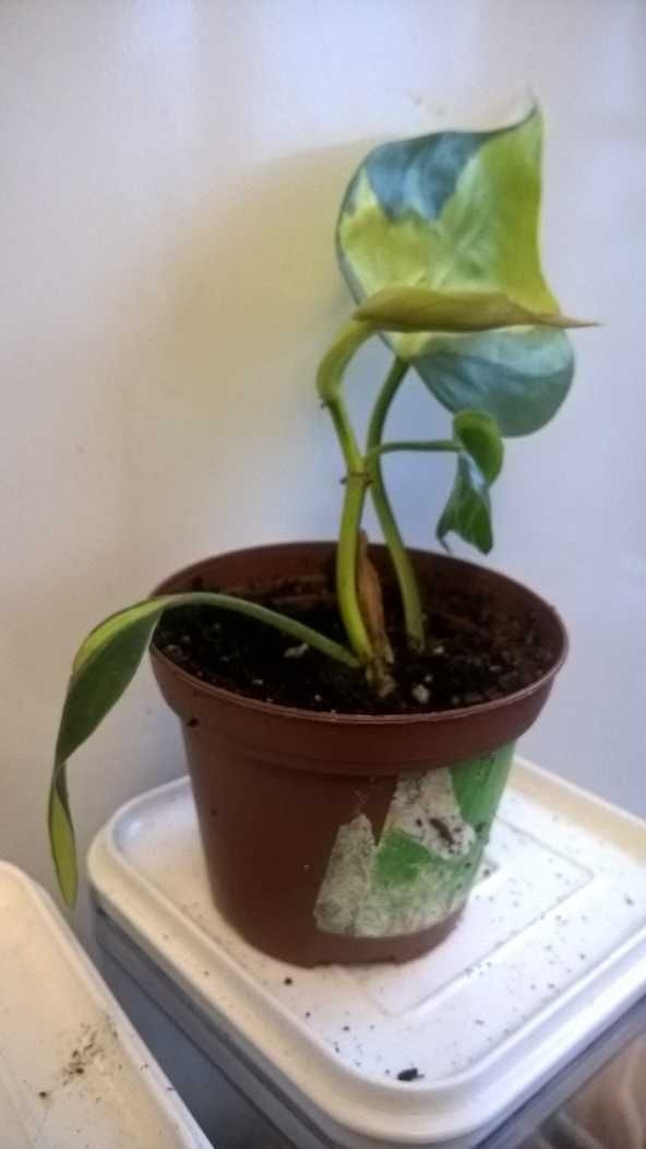 Филодендрон Сканденс Бразил Philodendron Scandens Brasil