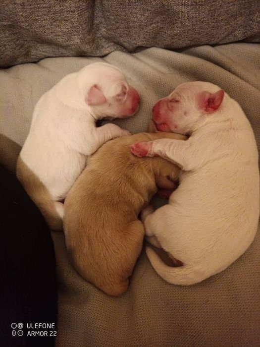 Ninhada de cães para doar