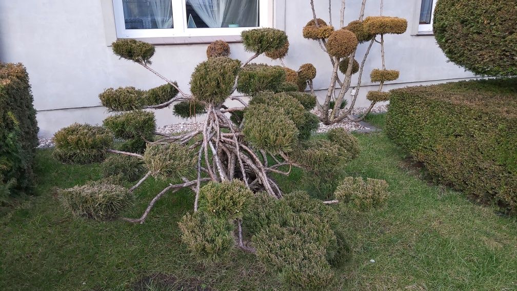 Iglak formowany na bonsai