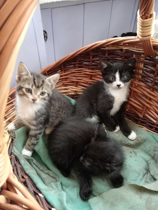 Śliczne koteczki do adopcji