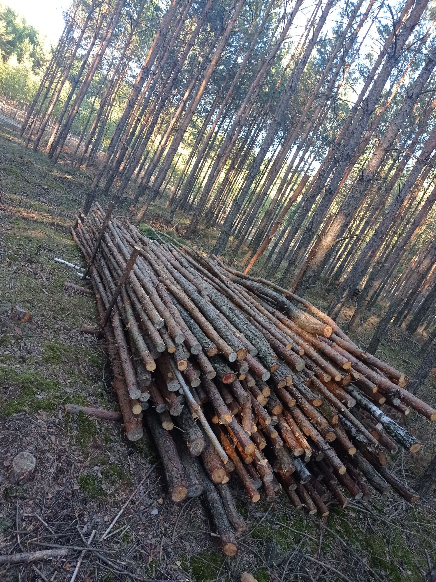 Drewno opałowe sosna