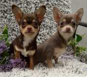 Chihuahua suczka czekoladowa niebieska