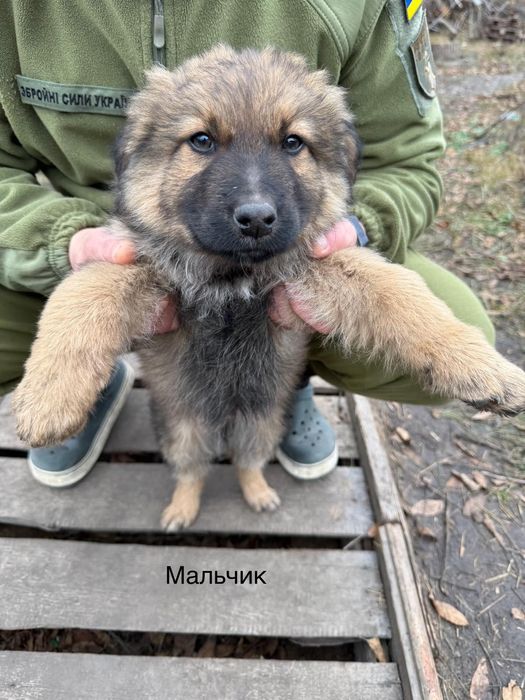 Отдам щенков-мальчиков