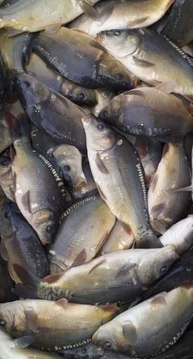 Karp i Zarybieniowy Kroczek